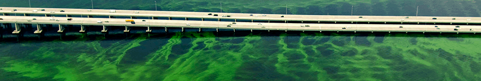 interstate bridge over water that is covered in green algae